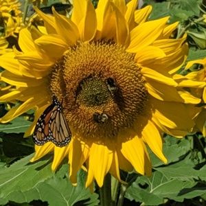 Meet your Posher, Denise